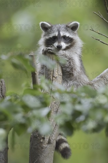 Raccoon (Procyon lotor), young animal in a tree, neozoa in Germany, North Rhine-Westphalia, Germany