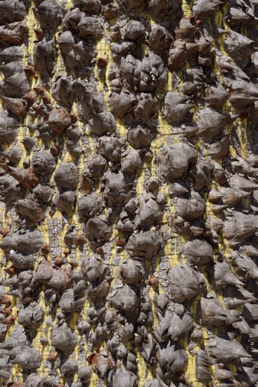 Floret silk tree (Ceiba speciosa), trunk with pointed spines, Algarve Portugal