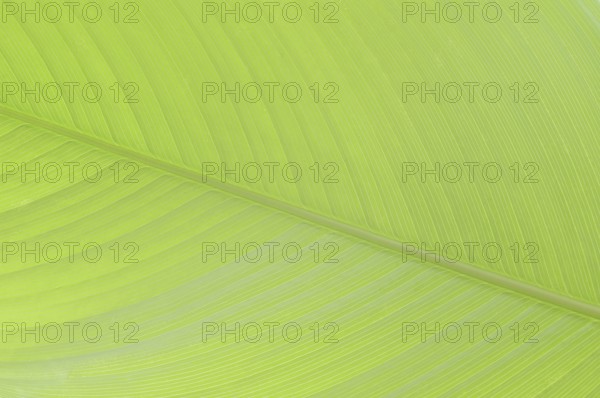 Ornamental banana or Abyssinian banana (Ensete ventricosum), leaf detail, ornamental plant, North Rhine-Westphalia, Germany