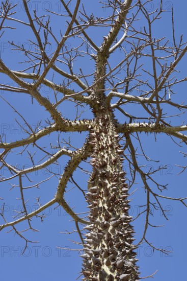 Floret silk tree (Ceiba speciosa), Algarve Portugal