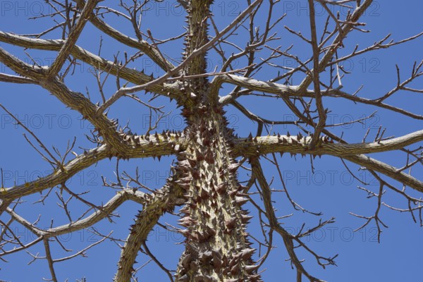 Floret silk tree (Ceiba speciosa), Algarve Portugal