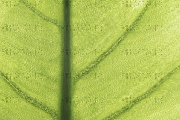 Taro or water bread root (Colocasia esculenta), useful plant, leaf detail, North Rhine-Westphalia, Germany