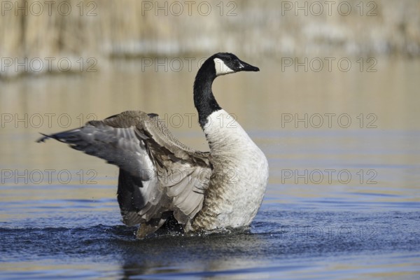 Canada goose (Branta canadensis), flapping wings, North Rhine-Westphalia, Germany