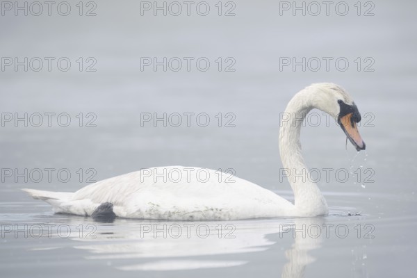 Mute swan (Cygnus olor) swimming in the morning mist, North Rhine-Westphalia, Germany