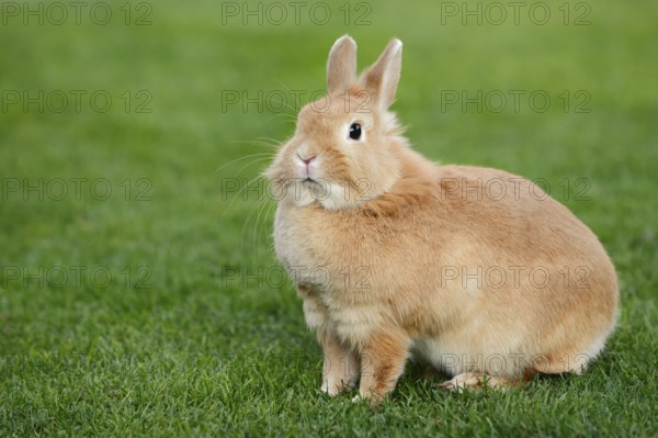 Dwarf rabbit (Oryctolagus cuniculus forma domestica) in a meadow, North Rhine-Westphalia, Germany
