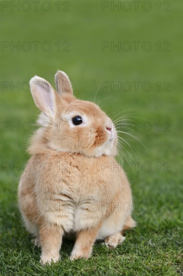 Dwarf rabbit (Oryctolagus cuniculus forma domestica) in a meadow, North Rhine-Westphalia, Germany