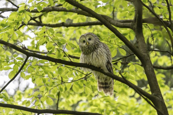 Ural owl (Strix uralensis), owl, on a branch, Koroska, Slovenia