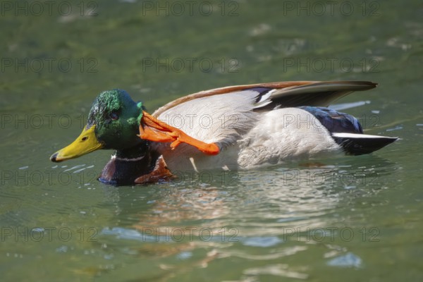 A mallard (Anas platyrhynchos) swimming in Lake Toblach and scratching its head, Toblach, Höhlensteintal, South Tyrol, Italy