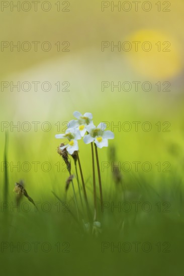 Photograph of alpine butterwort (Pinguicula alpina), Toblach, Höhlensteintal, South Tyrol, Italy