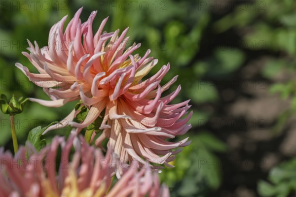 Dahlia (Dahlia), Münsterland, North Rhine-Westphalia, Germany