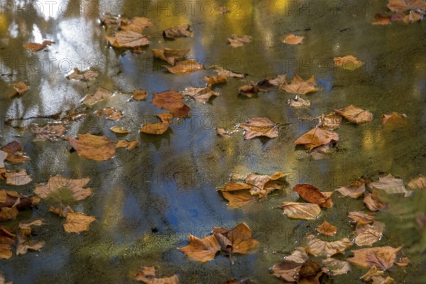 Autumn leaves floating on a pond with blue water surface and reflections, Netherlands