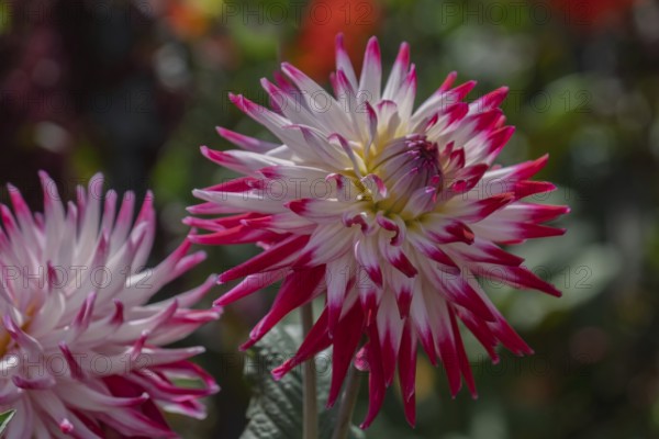 Bold dahlia flower in pink and white with contrasting petals, Münsterland, North Rhine-Westphalia, Germany
