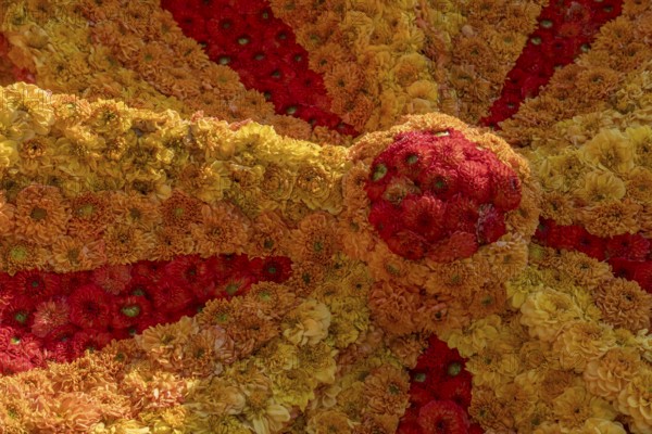 Flower arrangement of yellow and red dahlias, Province of Gelderland, Netherlands