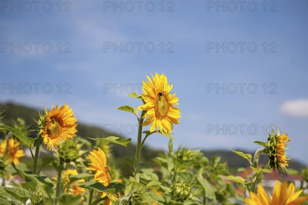 Yellow sunflowers in a field under a blue sky on a sunny day, Southern Palatinate, Palatinate, Rhineland-Palatinate, Germany