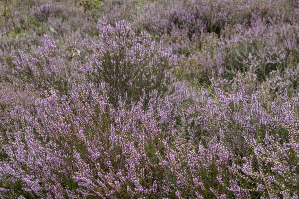 Buurserzand nature reserve, Besenheide, province of Oberjissel, Haaksbergen, Netherlands