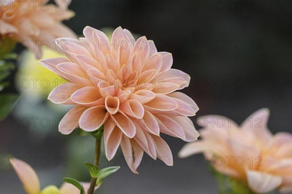 Orange-coloured dahlia flower with soft petals against a blurred background, Münsterland, North Rhine-Westphalia, Germany