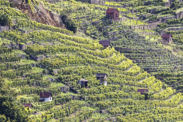 Terraced vineyards of the Zuckerberg vineyard. This is where the Cannstatter Zuckerle matures. Vineyard cottages on the steep slopes of the vineyards on the Neckar. Stuttgart, Baden-Württemberg, Germany