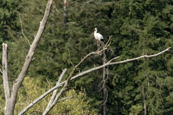 White stork (Ciconia ciconia), white stork, clapper stork standing on a dead tree at the edge of the forest, Bobenhausen, Ranstadt, Wetterau, Hesse, Germany