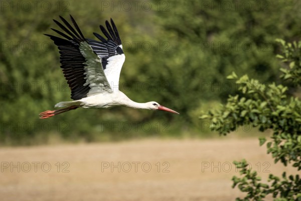 White stork (Ciconia ciconia) in flight, white stork, clapper stork flying over a field at the edge of a forest, Bobenhausen, Ranstadt, Wetterau, Hesse, Germany