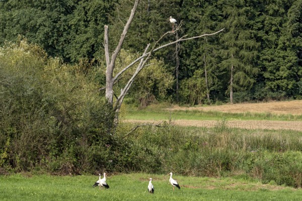 Group of white storks in a field by a stream and on a dead tree, white stork (Ciconia ciconia), clapper stork, Laisbach, Bobenhausen, Ranstadt, Wetterau, Hesse, Germany