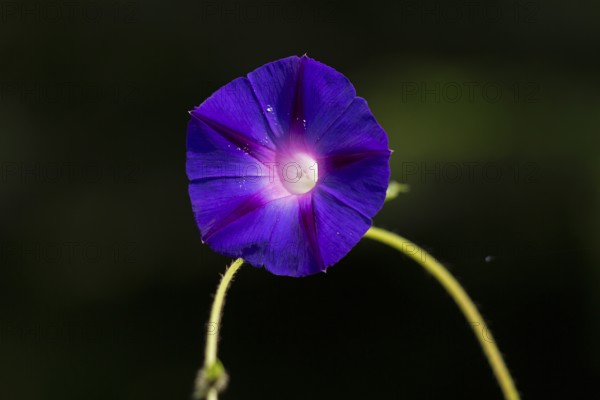 Funnel bindweed (Ipomoea purpurea) flower, Sieversen, Rosengarten, Lower Saxony, Germany