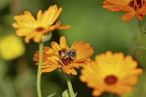 Wild bee on marigold (Calendula officinalis), Sieversen, Rosengarten, Lower Saxony, Germany