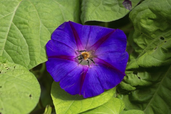 Wild bee on funnel bindweed (Ipomoea purpurea) flower, Sieversen, Rosengarten, Lower Saxony, Germany