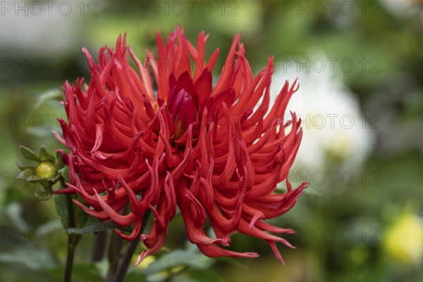 Dahlia, red, Münsterland, North Rhine-Westphalia, Germany