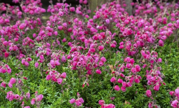 Bell Heath (Erica tetralix), Münsterland, North Rhine-Westphalia, Germany