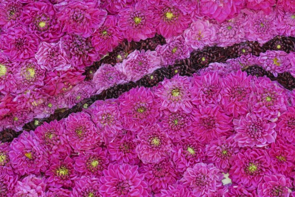 Flower arrangement of dark red, pink and pink dahlias, Province of Gelderland, Netherlands
