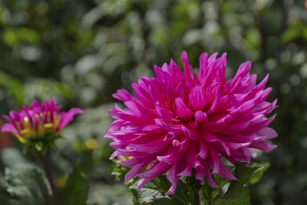 Dahlia (Dahlia), Münsterland, North Rhine-Westphalia, Germany