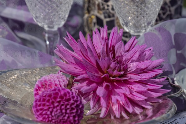 Dahlia blossom on a glass plate as a table decoration, North Rhine-Westphalia, Germany