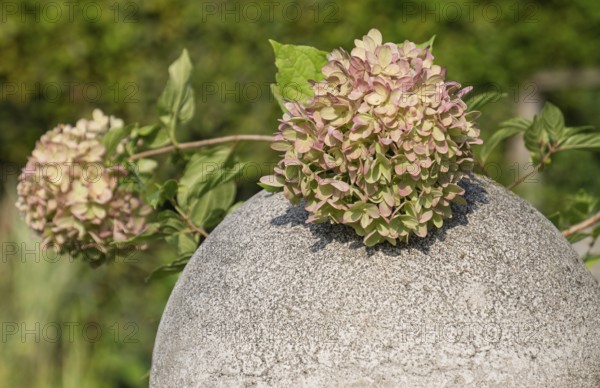 Hydrangea, hydrangea flower on a stone ball, Münsterland, North Rhine-Westphalia, Germany