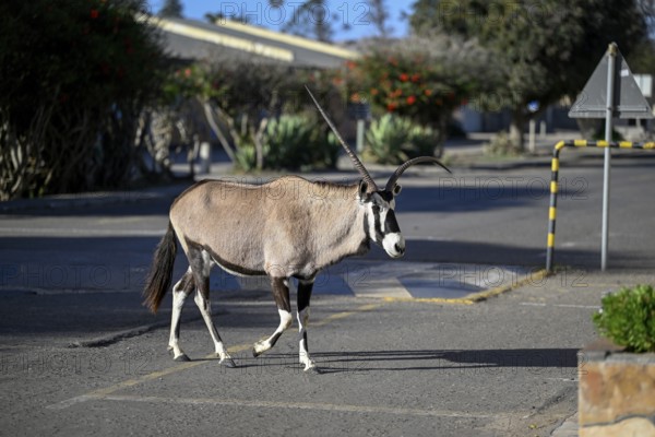 Oryx antelope or gemsbok (Oryx gazella) crossing a road at a zebra crossing, Oranjemund, Diamond Sperrgebiet, Karas Region, Namibia