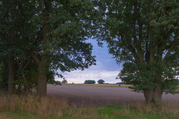 View through two trees onto fields and the sky, Husum, Nienburg, Lower Saxony, Germany