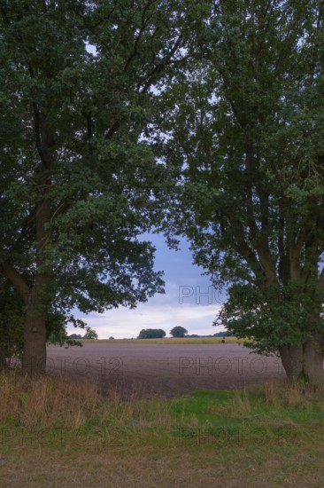 View through two trees onto fields and the sky, Husum, Nienburg, Lower Saxony, Germany