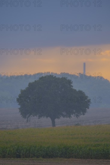 View across fields to a single tree in the evening light during rain, Husum, Nienburg, Lower Saxony, Germany