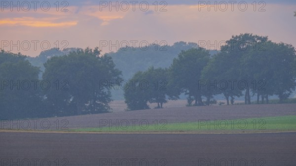 View across fields to a row of trees in the rain in the evening light, Husum, Nienburg, Lower Saxony, Germany