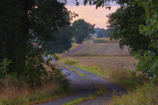 Photograph of a country lane winding through trees and a landscape in the evening light, Husum, Nienburg, Lower Saxony, Germany