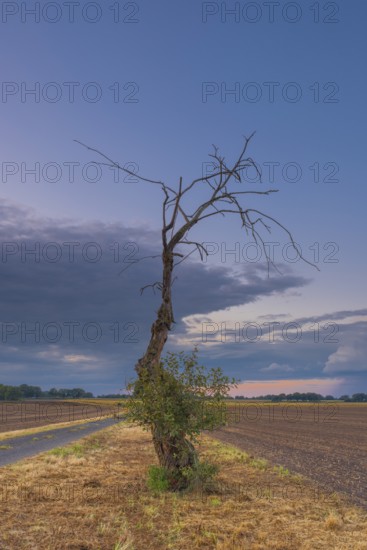Photograph of a withered tree standing at the edge of a field in the evening light, Husum, Nienburg, Lower Saxony, Germany