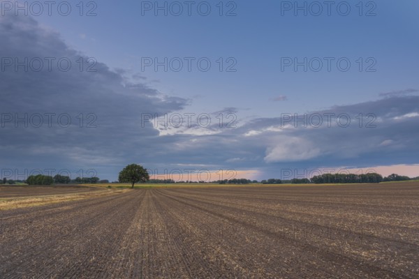 View along a freshly harrowed field to a single tree in the evening light, Husum, Nienburg, Lower Saxony, Germany