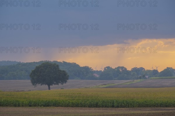 View over a field landscape where wind turbines can be seen behind trees in the rain and evening light, Husum, Nienburg, Lower Saxony, Germany