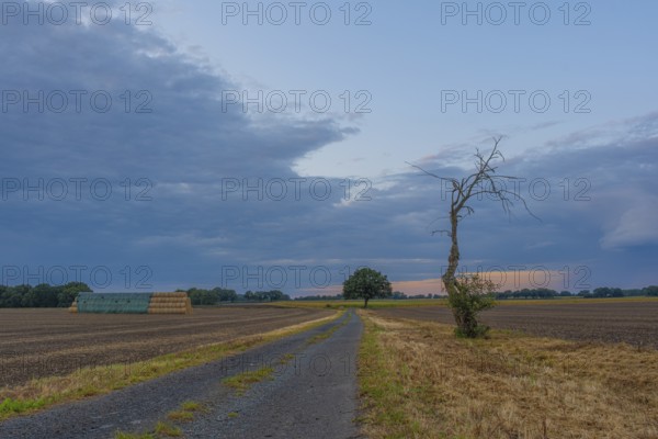 Photograph of a withered tree standing at the edge of a field in the evening light, Husum, Nienburg, Lower Saxony, Germany