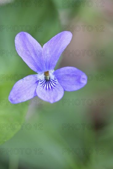 Wood violet (Viola reichenbachiana) between leaves on the forest floor, spring bloomer, spring, close-up, Wilnsdorf, North Rhine-Westphalia, Germany