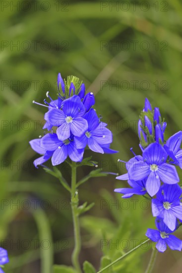 Veronica teucrium (Veronica teucrium) blue flower at the edge of a field hedge, Lahnstein, Rhineland-Palatinate, Germany