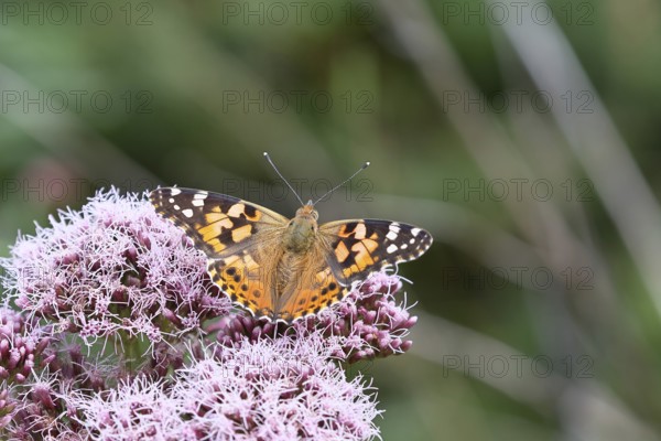 Thistle butterfly (Vanessa cardui), on Hemp agrimony (Asteraceae), Wilnsdorf, North Rhine-Westphalia, Germany