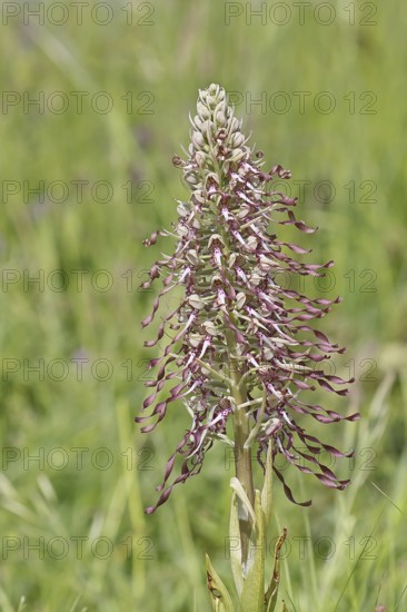 Goat's tongue (Himantoglossum hircinum), inflorescence with open white-purple flowers, in a meadow, orchids, orchid, orchid plant, nature photography, Lahnstein, Rhineland-Palatinate, Germany