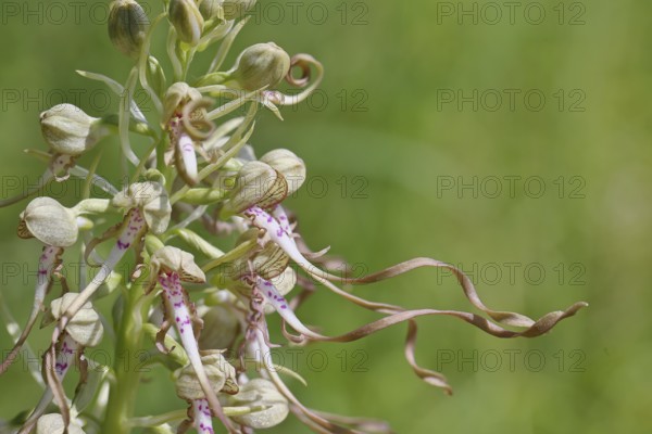 Goat's tongue (Himantoglossum hircinum), inflorescence with open white-purple flowers, close-up, orchids, orchid, orchid plant, nature photography, Lahnstein, Rhineland-Palatinate, Germany
