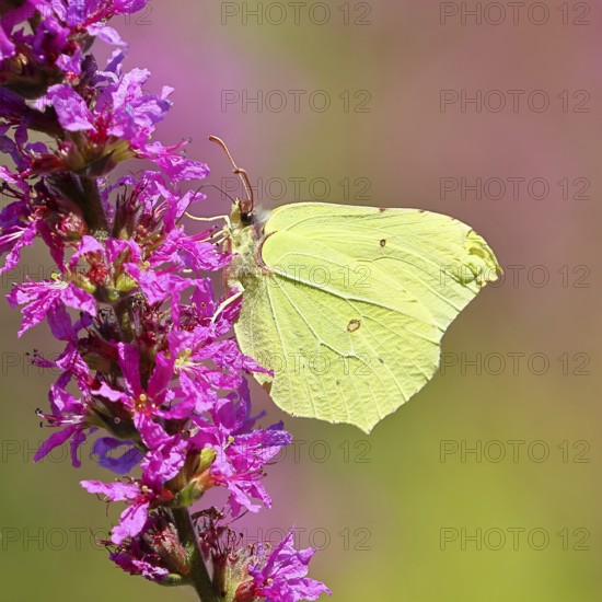Lemon butterfly (Gonepteryx rhamni) feeding on a flower of purple loosestrife (Lythrum salicaria), Wilnsdorf, North Rhine-Westphalia, Germany