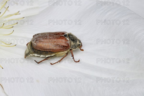 Cockchafer, field cockchafer (Melolontha melolontha), female on a clematis flower, Wilnsdorf, North Rhine-Westphalia, Germany